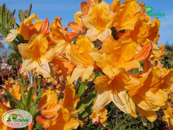 Azalia Christopher Wren